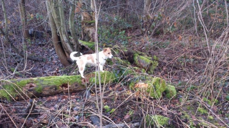 Des belles forêts offrent de longues promenades à pieds ou à cheval